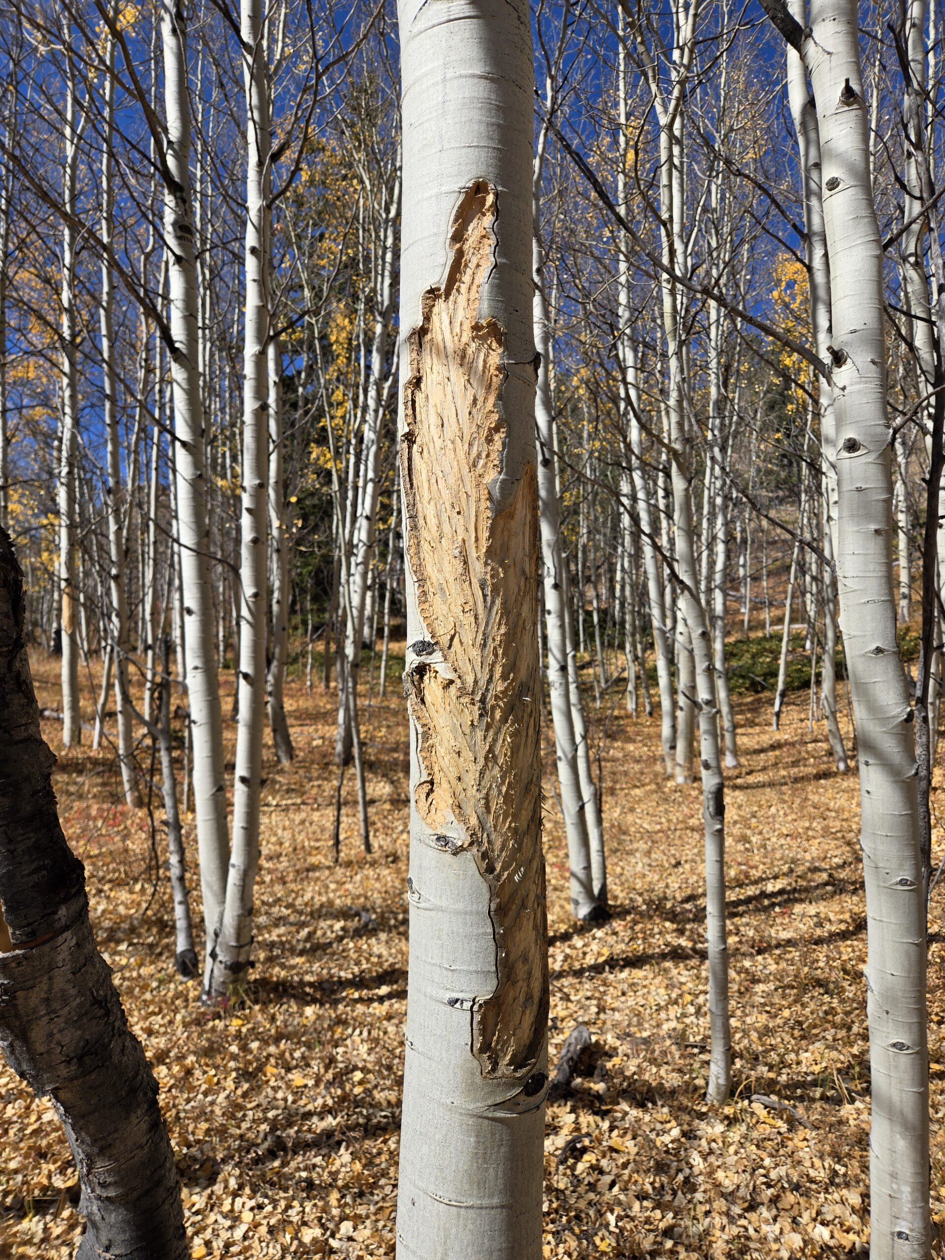 The Aspen Buffet: Elk Chewing on Trees