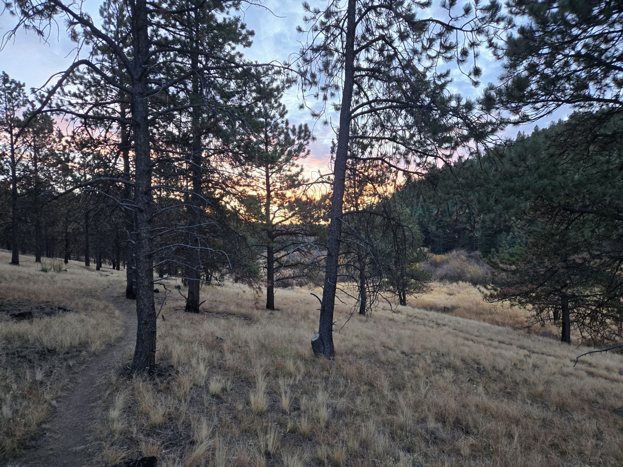 Majestic Mornings and Wild Valleys: The Privilege of Hunting in GMU 511 with Dank Bulls